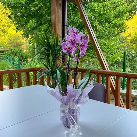 Ksilifor Veliko Tarnovo