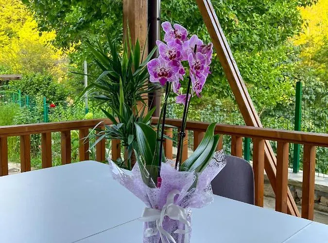 Ksilifor Veliko Tarnovo